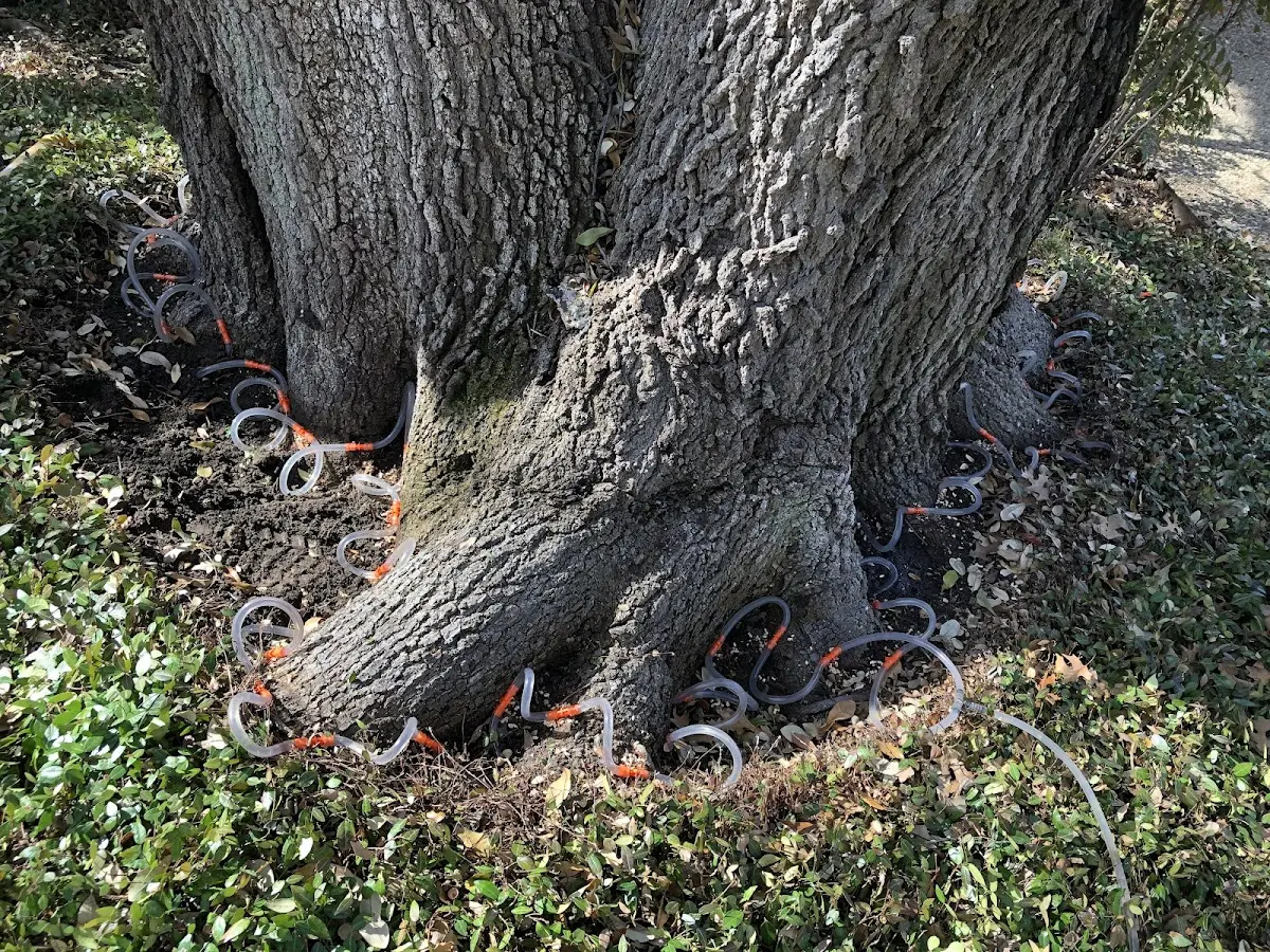 Detailed Tree Cabling and Bracing job site in Dairy